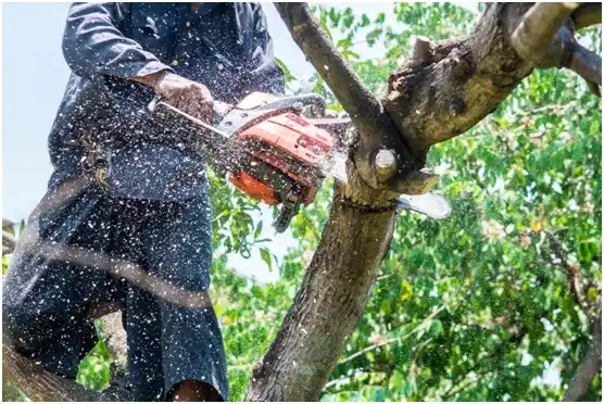 tree services Liberty Lake